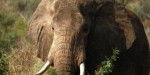 East African Explorers3